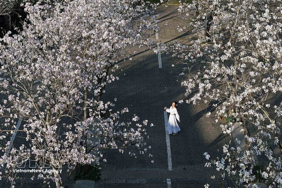 , Durante la temporada de floración del ban, los jóvenes suelen acudir a contemplarlas y tomarse fotos de recuerdo. Foto: VNA