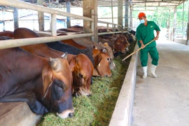Provincia deltaica de Tay Ninh desarrolla mercado Halal