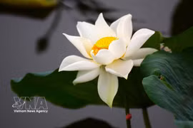 Té de loto, una característica cultural única de Hue