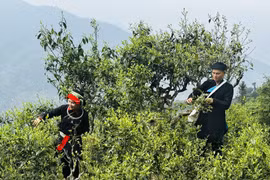 Árboles de té centenarios en temporada en la montaña de Ha Giang 