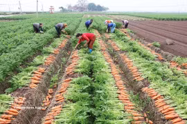 Resolución 57: Impulsa la producción a gran escala de cultivos clave