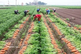 Resolución 57: Impulsa la producción a gran escala de cultivos clave