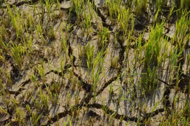 Los arrozales de la comuna de Lien Son Lak, provincia de Dak Lak, corren el riesgo de perder totalmente sus cosechas debido a la sequía. (Foto: VNA)