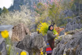 Ha Giang se convierte en destino atractivo para turistas internacionales 