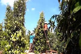 Agricultores de la provincia de Gia Lai cosechan el pimienta. (Foto: VNA)