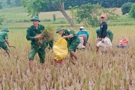 Los soldados ayudan a la gente a cosechar arroz durante las inundaciones. (Foto: VNA)