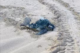 Esta es la segunda vez en el año que la tortuga madre regresa a Hon Cau para poner huevos. (Fuente: VNA)