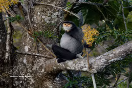 Preservan la población de langures de douc con patas negras en montaña Ba Den 