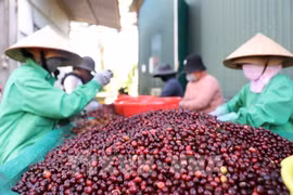 Las exportaciones de café de Vietnam alcanzaron un nivel histórico en los primeros siete meses de 2025 (Fuente: VNA)