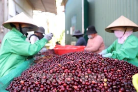 Las exportaciones de café de Vietnam alcanzaron un nivel histórico en los primeros siete meses de 2025 (Fuente: VNA)