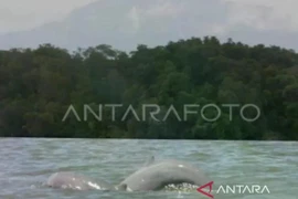 Indonesia implementa medidas de emergencia para salvar a los delfines de Mahakam