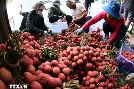 Clasificación y envasado de lichis de Luc Ngan para exportación (Foto: VNA)