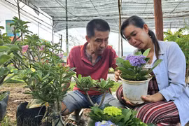 Una pareja residente en la aldea de Tan Thien, comuna de Tan Thanh Binh, provincia de Ben Tre, ha desarrollado su negocio de producción de macetas ornamentales y bonsáis mediante créditos basados ​​en políticas. Foto: VNA