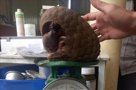 El pangolín de Java descubierto por un residente frente a su casa en Quang Tri es entregado al Departamento de Protección Forestal. (Fuente: VNA)