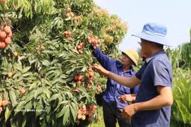 Huertos de lichi en Bac Ninh. (Foto: VNA)