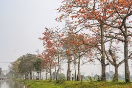 Temporada de flores de algodonero rojo 