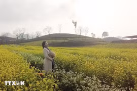 Campos de mostaza de Moc Chau cautivan a los visitantes