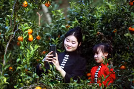 Son La desarrolla la marca mandarina vinculada con el turismo experiencial 