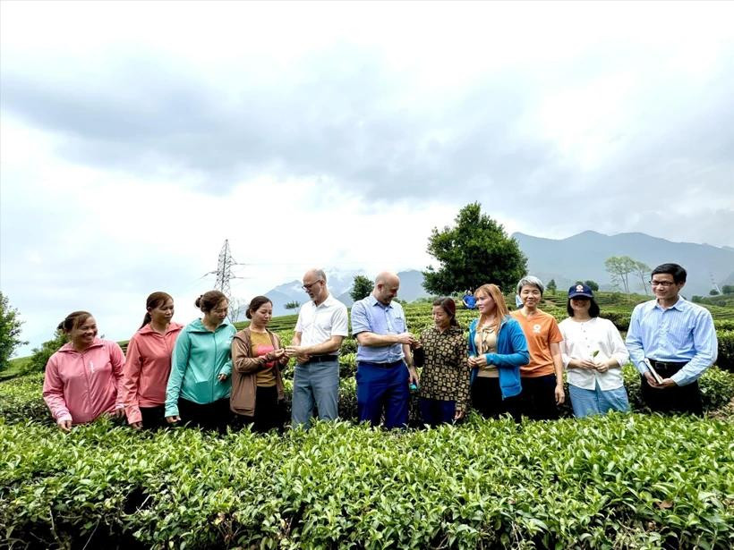 Una delegación de la Embajada de Canadá en Vietnam visita colinas de té en la provincia de Lai Chau. (Foto: VNA)