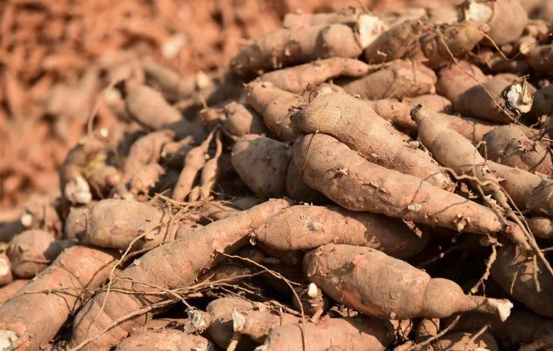 Tailandia es el principal exportador mundial de productos de yuca. (Foto: Correo de Bangkok)
