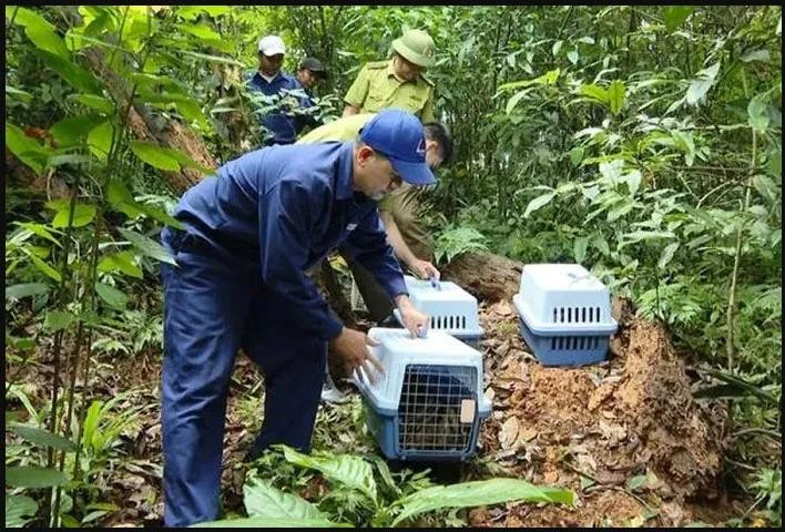 Liberados más de 20 animales salvajes raros (Foto VNA)