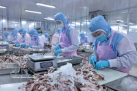 Procesamiento de pulpo para exportación al mercado japonés en la empresa Huy Nam, provincia de An Giang. (Foto: VNA)