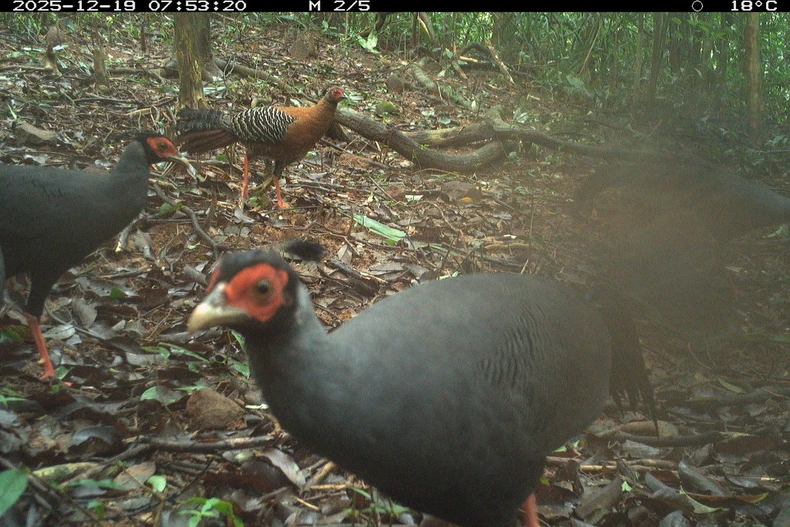 El registro de una diversidad considerable de especies a través del monitoreo no invasivo evidencia que la zona de estudio sigue conservando condiciones ecológicas propicias para la existencia de múltiples grupos de fauna forestal. (Foto: Junta de Gestión del bosque de protección paisajística del Santuario de My Son)