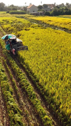 Avance espectacular de la agricultura vietnamita