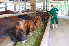 Provincia deltaica de Tay Ninh desarrolla mercado Halal