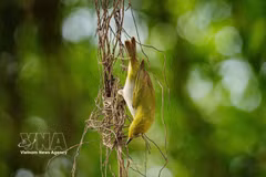 Aves silvestres regresan al lago Hoan Kiem: Un remanso de paz en corazón de Hanoi