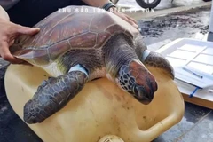 Una tortuga marina en peligro de extinción es rescatada en la provincia vietnamita de Quang Ngai. (Fuente: VNA)
