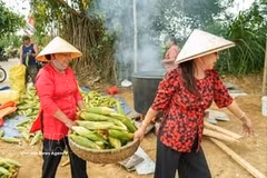 Festival del Maíz Glutinoso de Cam Nam rinde homenaje a productos agrícolas de Hoi An 