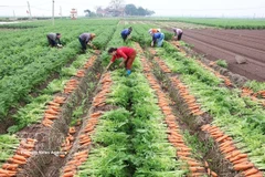 Resolución 57: Impulsa la producción a gran escala de cultivos clave
