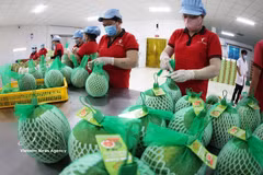 Exportación de toronja a Australia. (Foto: VNA)