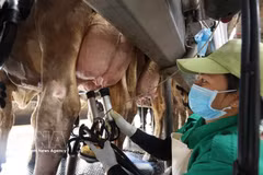 Extracción de leche en una granja lechera de Vinamilk, en la comuna de An Nhon Tay, provincia de Gia Lai. Foto: VNA