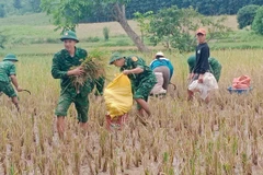Los soldados ayudan a la gente a cosechar arroz durante las inundaciones. (Foto: VNA)