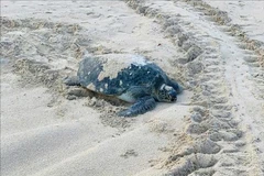 Esta es la segunda vez en el año que la tortuga madre regresa a Hon Cau para poner huevos. (Fuente: VNA)
