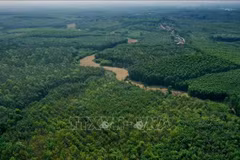 Área forestal en el distrito de Gio Linh (Quang Tri). (Foto de ilustración: VNA)