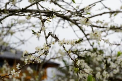 Flores del ciruelo de Bac Ha cubren tierras altas con color blanco 