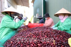 Las exportaciones de café de Vietnam alcanzaron un nivel histórico en los primeros siete meses de 2025 (Fuente: VNA)