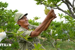 Agricultores cuidan huertos de chirimoyas cultivadas con alta tecnología en la comuna de Tan Chau. (Foto: VNA)