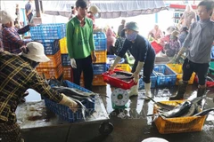 Comerciantes compran peces en el puerto de Hon Ro. (Foto: VNA)