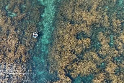 Quang Ngai refuerza protección de los ecosistemas de sargazo