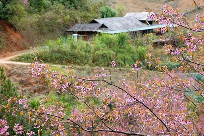 La flor To Day ilumina los paisajes de Mu Cang Chai