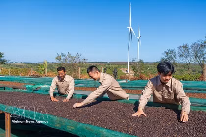 Proceso de producción de café en la empresa Café Ngon Avatar Gia Lai, que cumple los requisitos para la exportación oficial al mercado de Nueva Zelanda y a varios países europeos. Foto: VNA