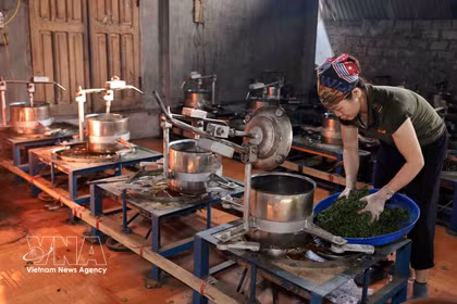 La Cooperativa de Productos Agrícolas Lien Minh, en el barrio de Vo Nhai, provincia de Thai Nguyen, ha contribuido a la generación de empleo estable para cientos de sus miembros. (Foto: VNA)
