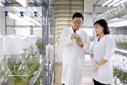 La empresa Thai Binh Seed, una de las principales compañías vietnamitas dedicadas a la producción de semillas, posee los derechos de propiedad intelectual de 30 variedades de cultivos y cuenta con tres plantas de producción certificadas con estándares internacionales. (Foto de ilustración: VNA)