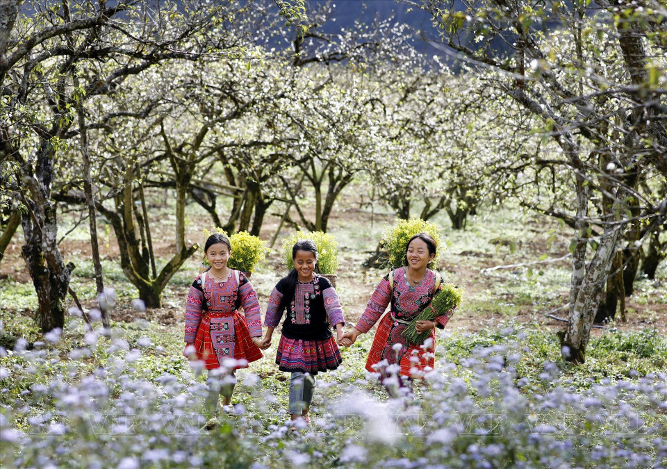Cuando llega la primavera, los valles de ciruelos en Moc Chau se cubren de flores blancas. (Fuente: VNA)