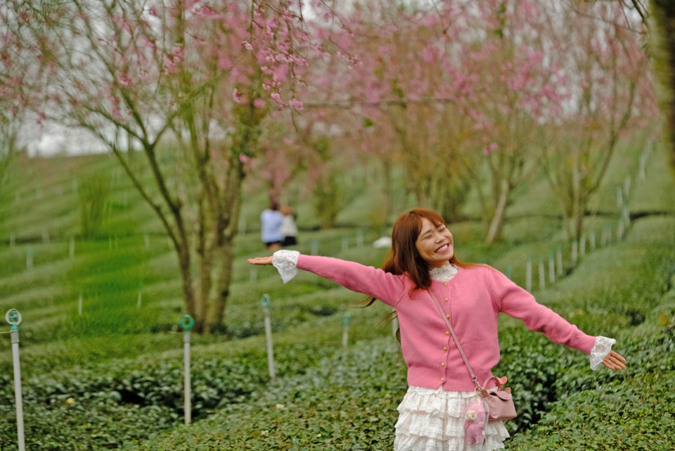 Una visitante joven posa feliz entre el bosque de flores de mai anh dao en la colina de té de Cau Dat. (Fuente: VNA)