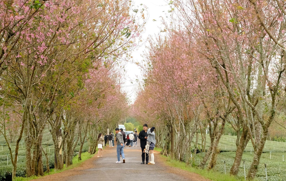 Flores de mai anh dao (Prunus cerasoides) están floreciendo brillantemente en calles de la aldea de Cau Dat, comuna de Xuan Truong, ciudad de Da Lat, captando la atención especial de muchos visitantes. (Fuente: VNA)
